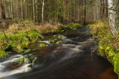 Stream flowing in forest