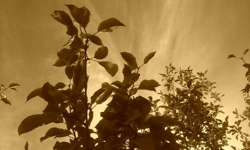 Low angle view of flower tree against sky