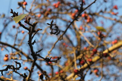 Low angle view of flower tree against sky