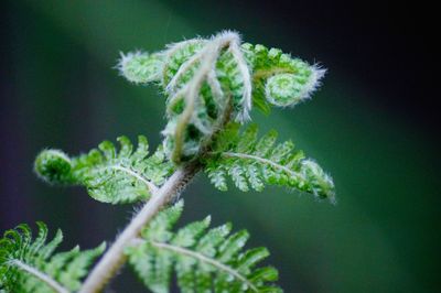 Close-up of plant