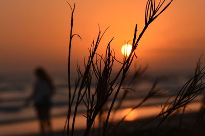 Close-up of silhouette plants at beach during sunset