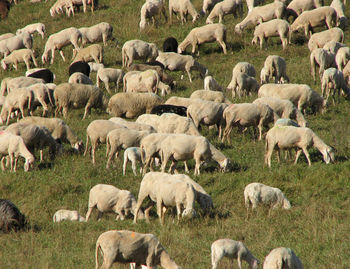 Sheep grazing on grass
