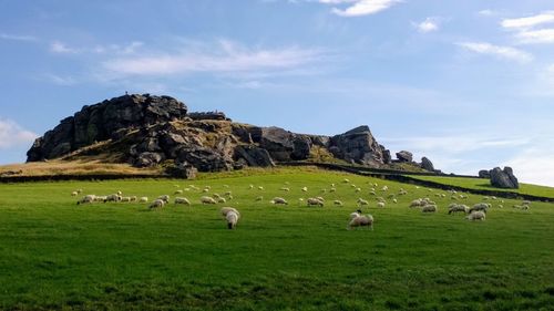 Sheep grazing in a field