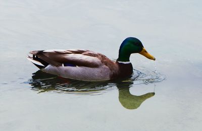 Close-up of duck swimming in lake