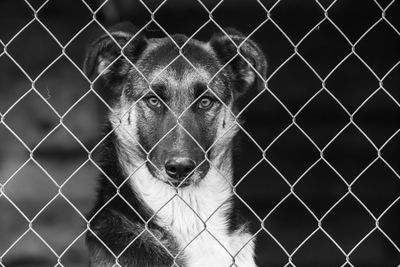 Portrait of dog seen through chainlink fence