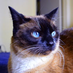 Close-up of cat looking away