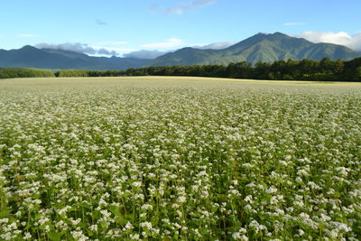 Scenic view of buckwheat field against mountains