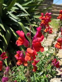 Close-up of pink flowering plants