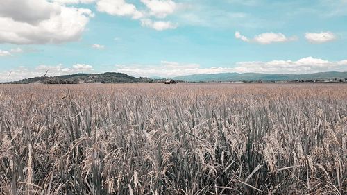 Scenic view of field against sky