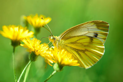 Close-up of butterfly pollinating on yellow flower