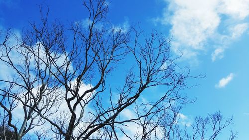 Low angle view of bare tree against blue sky