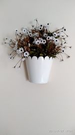 Close-up of potted plant on table against white background