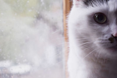 Close-up portrait of cat