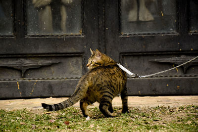 Cat sitting outdoors