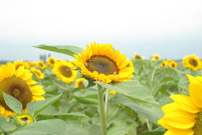 Close-up of sunflower blooming against sky