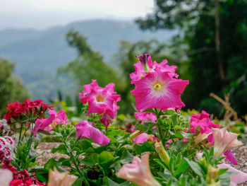 Close-up of pink flowering plants