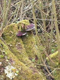 Plant growing in the background