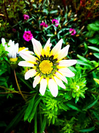 Close-up of white flowering plants