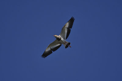 Low angle view of seagull flying