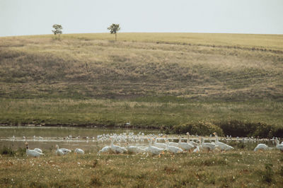 View of sheep on field