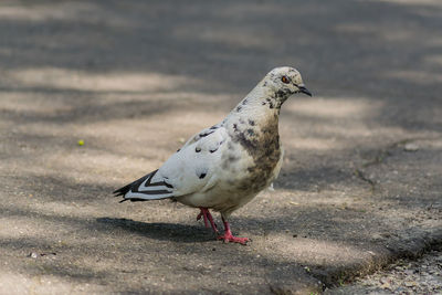 Close-up of pigeon perching on a land