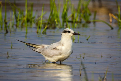 Close-up of bird perching on lake