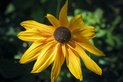 Close-up of yellow flower blooming outdoors
