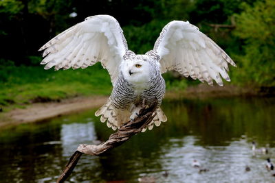 Close-up of a white owl flying over lake
