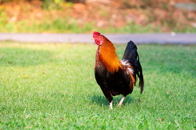 Close-up of a bird on field