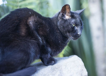 Close-up of a black cat