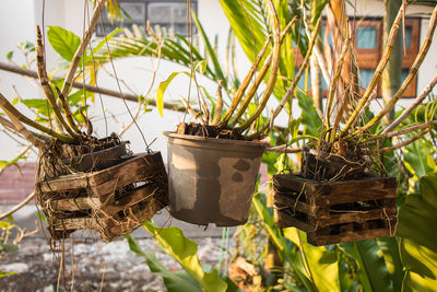 Close-up of potted plants in greenhouse