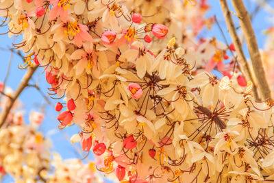 Low angle view of flowering plant