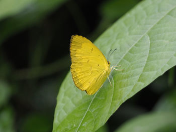 Butterfly on leaf