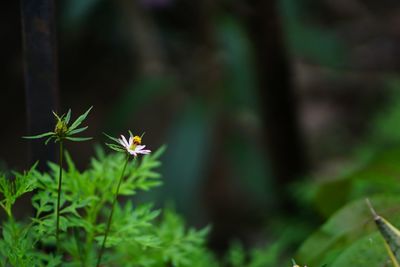 Close-up of flowering plant