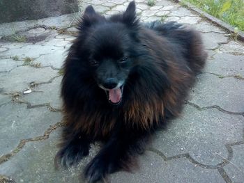 High angle portrait of a dog