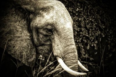 Close-up of elephant