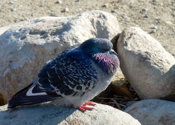 Close-up of owl perching on rock