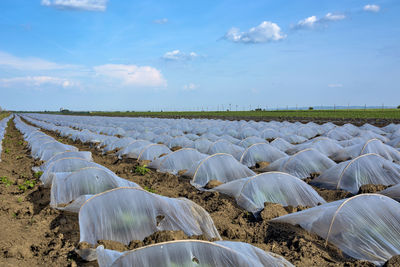 Scenic view of agricultural field against sky