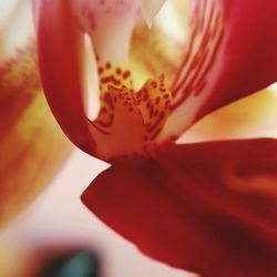 Close-up of red flower