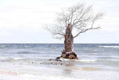 Bare tree on sea shore against sky