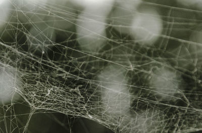 Close-up of leaf