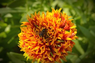 Close-up of bee on orange flower