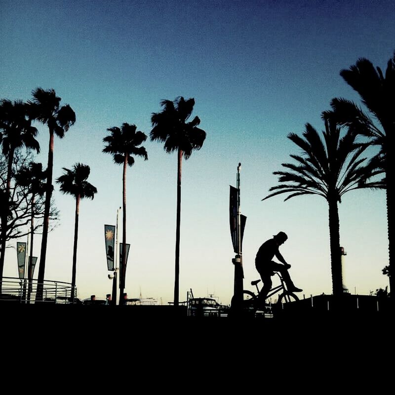 silhouette, palm tree, tree, clear sky, sunset, bicycle, sky, low angle view, copy space, men, leisure activity, sunlight, lifestyles, blue, transportation, nature, growth, outline, outdoors