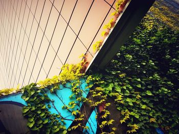 Low angle view of ivy growing on tree