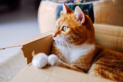 Cat relaxing in cardboard box at home