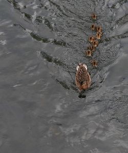 High angle view of crab swimming in lake