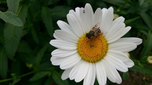 Close-up of bee on white flower blooming outdoors