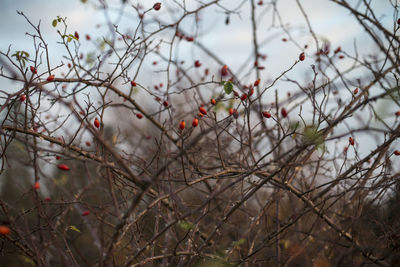 Close-up of bare tree against sky