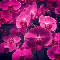 Close-up of pink flowers blooming outdoors