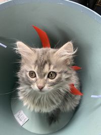 Close-up portrait of a cat